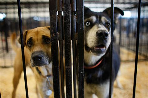Front street shelter - And that's the goal as Front Street Animal Shelter plans another foster event for Friday. You can pick one up from 12:30 p.m. to 3:30 p.m. The shelter will provide food, supplies and medical care ...